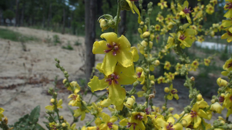 Sulle dune - Verbascum sinuatum